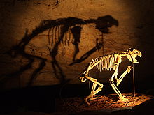 Naracoorte Caves Fossil